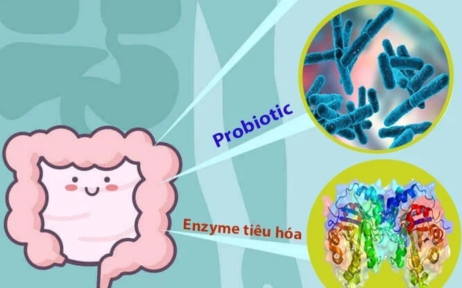 phan biet men vi sinh va men tieu hoa 1750985943577824315016 0 66 416 732 crop 1750986076403793842028