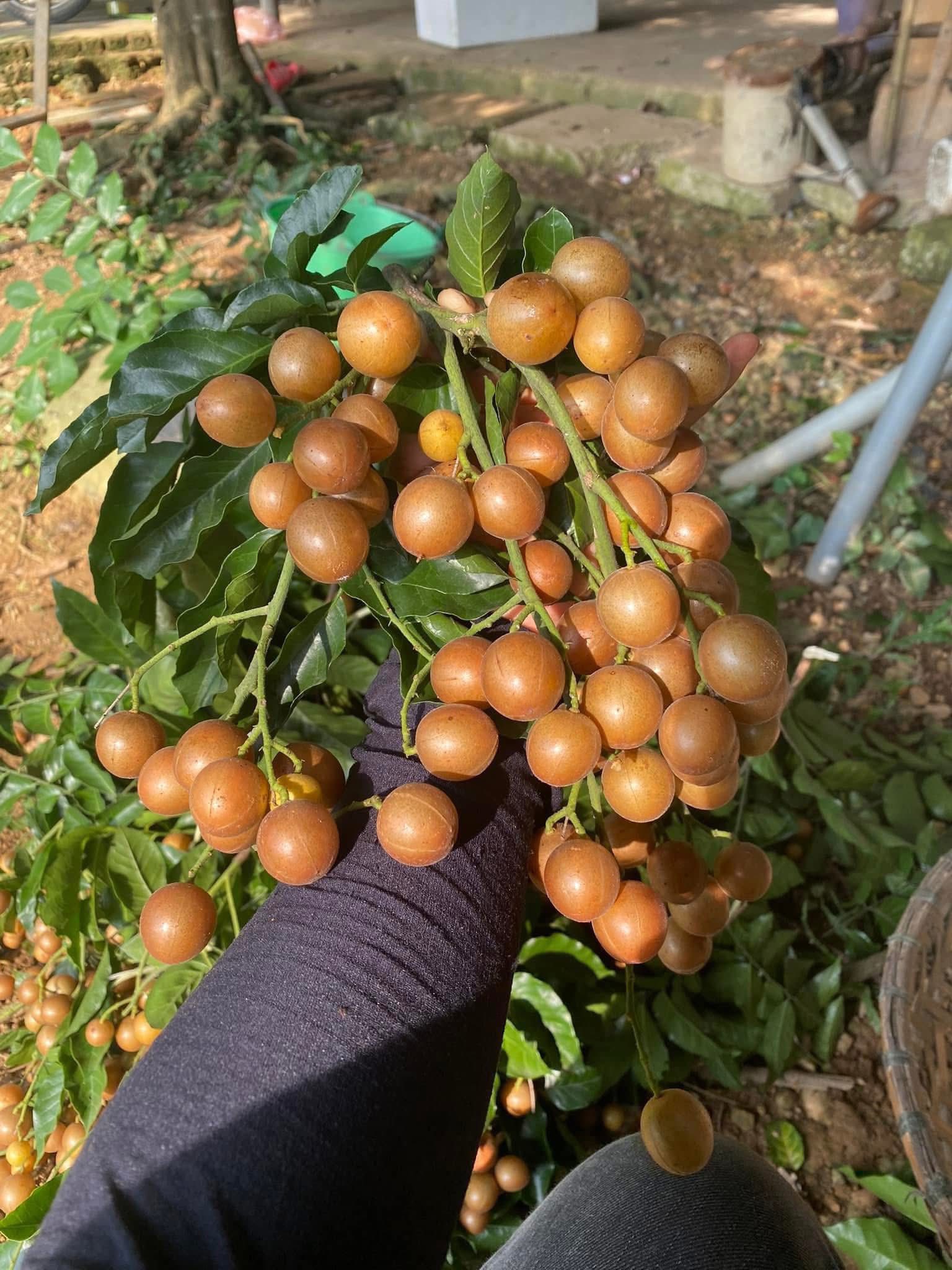 Loại quả ăn vặt dân dã vào mùa, chị em thi nhau săn đón thưởng thức- Ảnh 9. Loại quả ăn vặt dân dã vào mùa, chị em thi nhau săn đón thưởng thức- Ảnh 9.