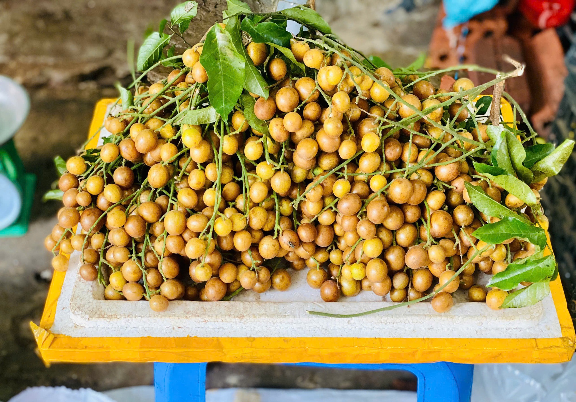 Loại quả ăn vặt dân dã vào mùa, chị em thi nhau săn đón thưởng thức- Ảnh 8. Loại quả ăn vặt dân dã vào mùa, chị em thi nhau săn đón thưởng thức- Ảnh 8.