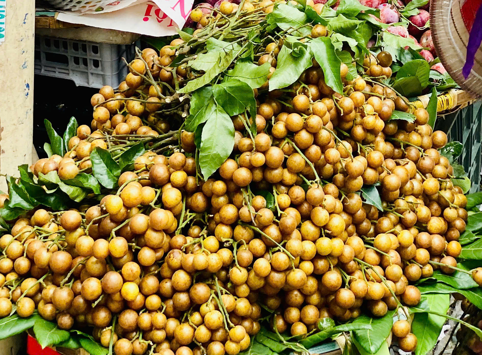 Loại quả ăn vặt dân dã vào mùa, chị em thi nhau săn đón thưởng thức- Ảnh 1. Loại quả ăn vặt dân dã vào mùa, chị em thi nhau săn đón thưởng thức- Ảnh 1.