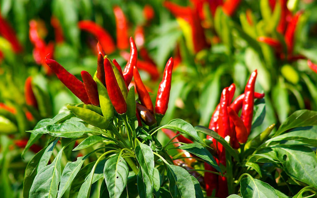 Ớt cay có tác dụng chống lão hóa mạnh mẽ