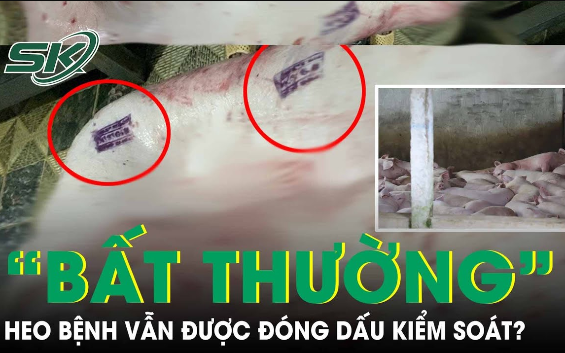Vì sao heo gia công cho công ty C.P có dấu hiệu ‘bất thường’  vẫn được đóng dấu kiểm soát?