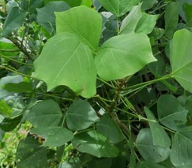 5 vị thuốc giúp ngủ ngon trong ngày hè oi ả- Ảnh 5. 5 vị thuốc giúp ngủ ngon trong ngày hè oi ả- Ảnh 5.