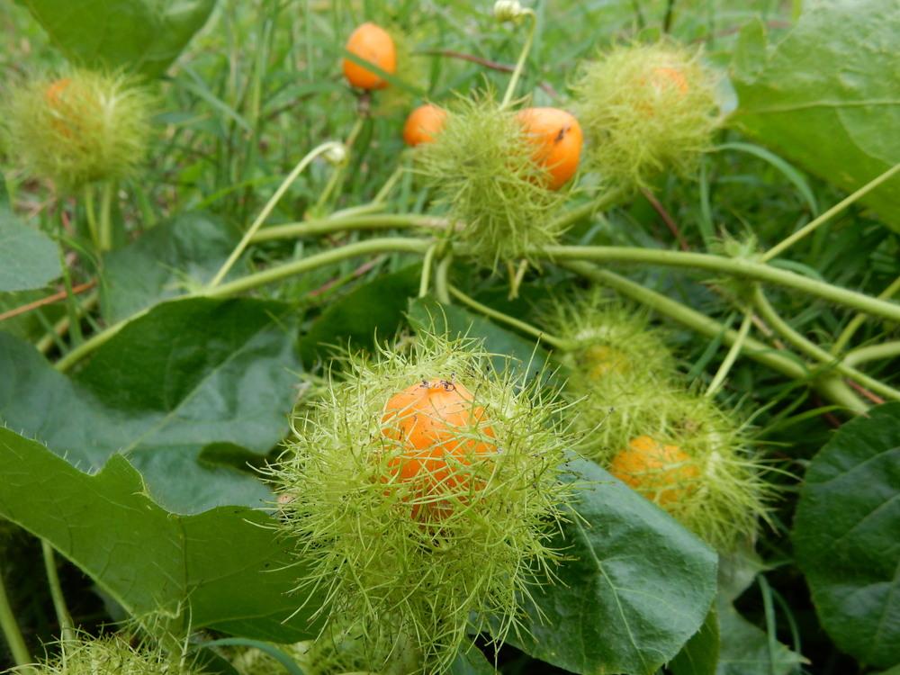 5 vị thuốc giúp ngủ ngon trong ngày hè oi ả- Ảnh 3. 5 vị thuốc giúp ngủ ngon trong ngày hè oi ả- Ảnh 3.