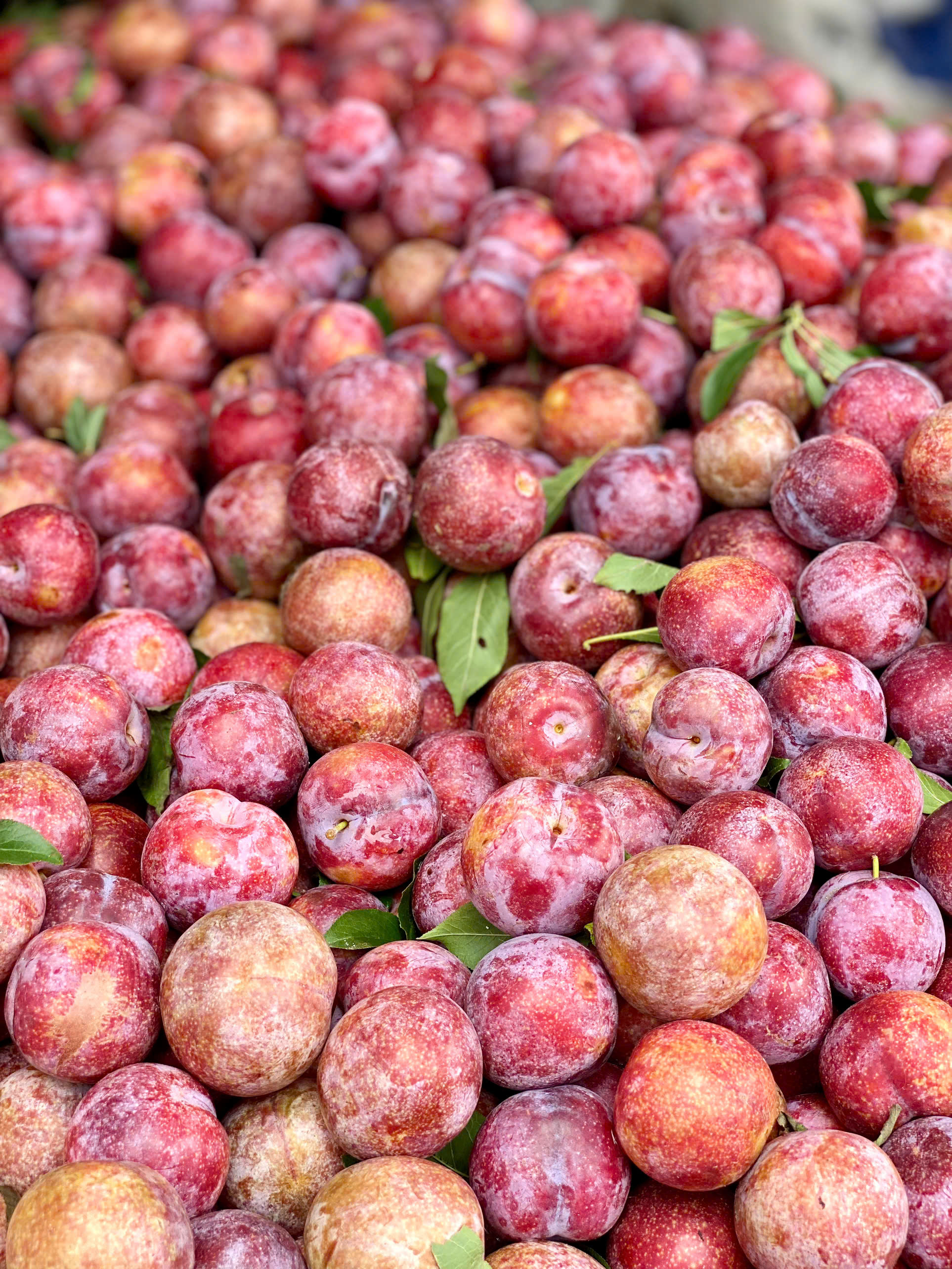 Mận hậu giảm giá sâu chỉ còn vài nghìn đồng/kg bán đổ đống đầy thị trường- Ảnh 3. Mận hậu giảm giá sâu chỉ còn vài nghìn đồng/kg bán đổ đống đầy thị trường- Ảnh 3.