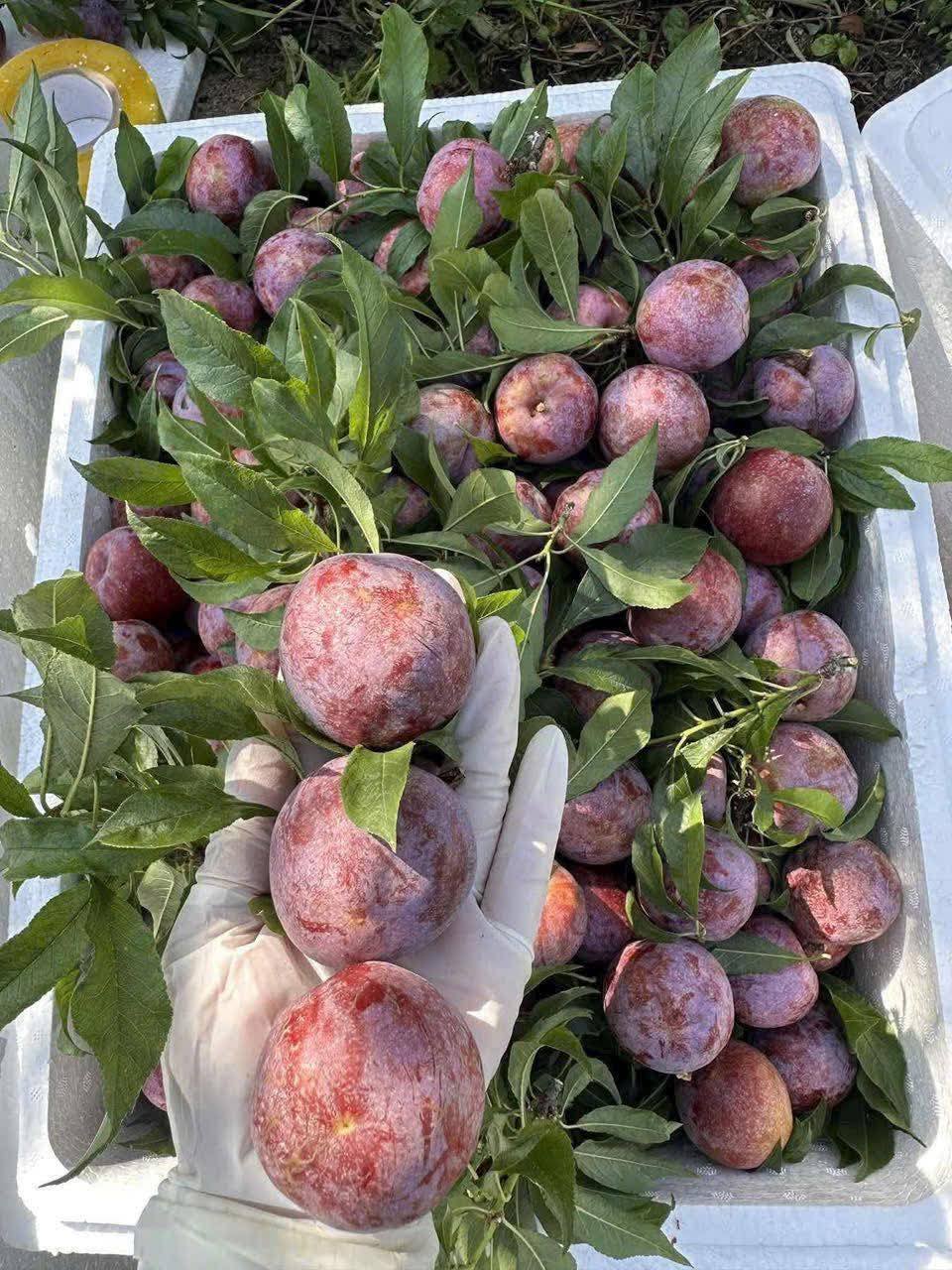 Mận hậu giảm giá sâu chỉ còn vài nghìn đồng/kg bán đổ đống đầy thị trường- Ảnh 13. Mận hậu giảm giá sâu chỉ còn vài nghìn đồng/kg bán đổ đống đầy thị trường- Ảnh 13.