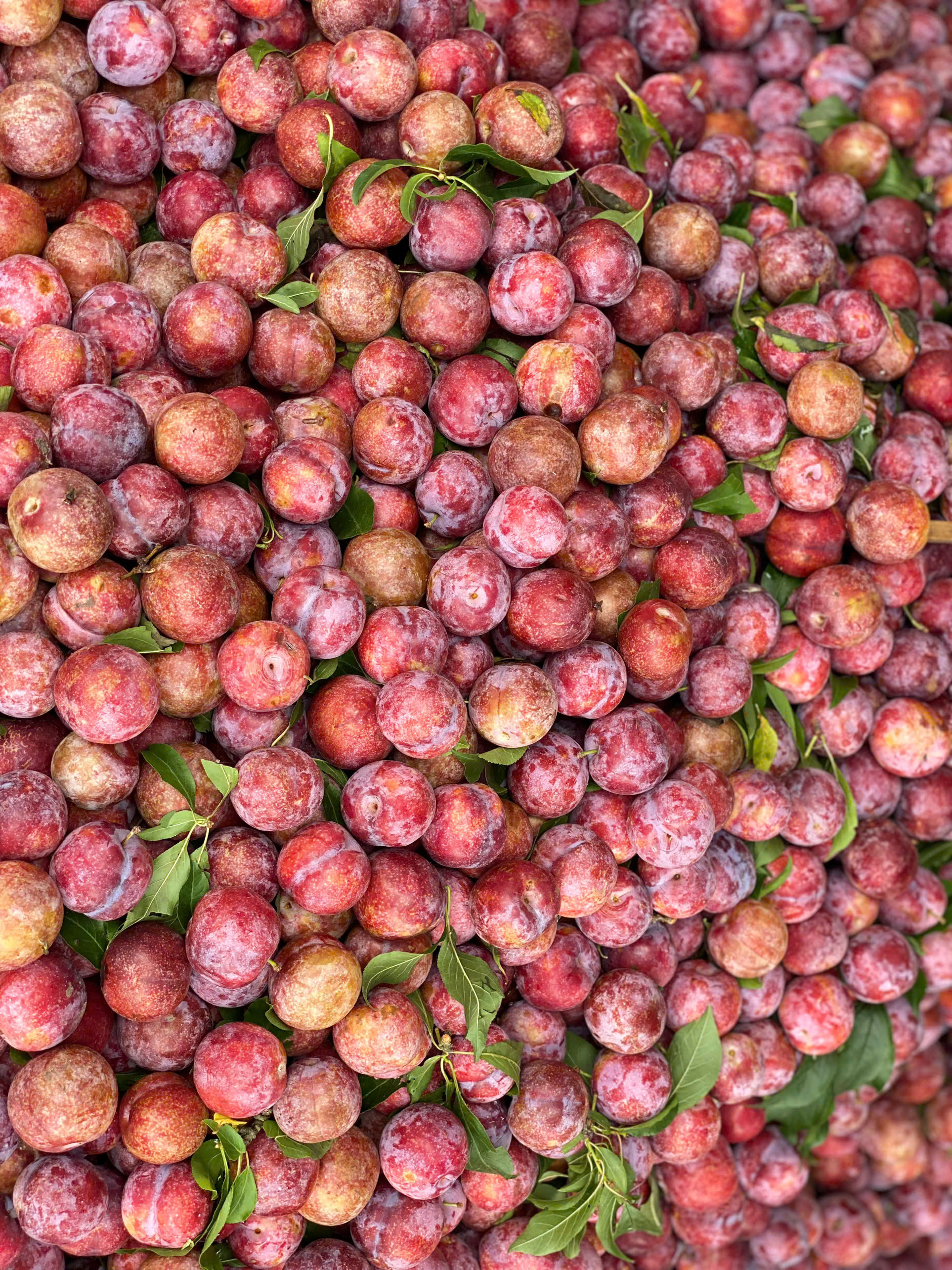 Mận hậu giảm giá sâu chỉ còn vài nghìn đồng/kg bán đổ đống đầy thị trường- Ảnh 10. Mận hậu giảm giá sâu chỉ còn vài nghìn đồng/kg bán đổ đống đầy thị trường- Ảnh 10.