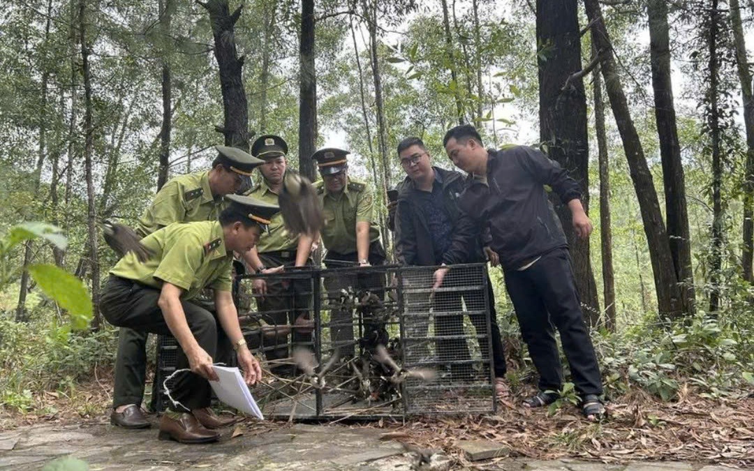 Mang chim đi cà phê phải chứng minh nguồn gốc: Kết quả sau gần 1 tháng triển khai