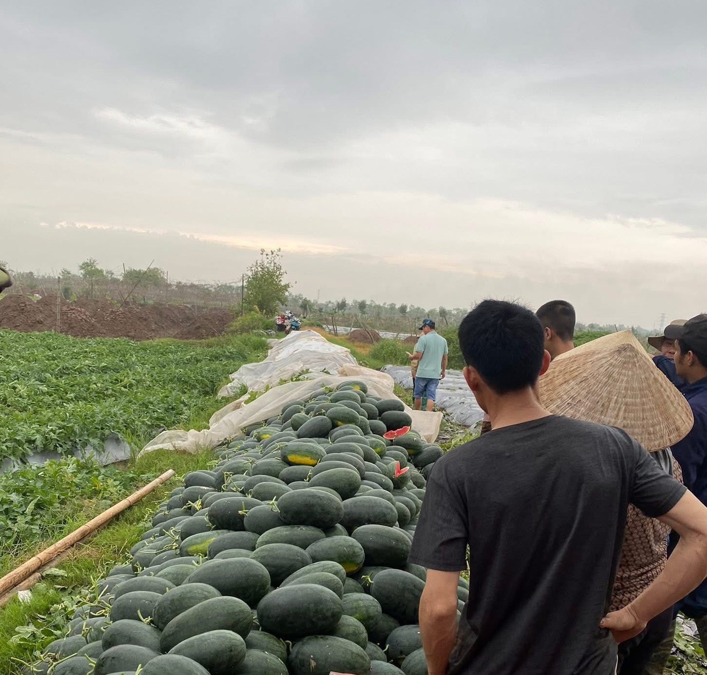 Loại quả được ví là ‘vị thuốc’ giải nhiệt mùa hè vào mùa bán la liệt vỉa hè giá 5.000 đồng/kg- Ảnh 10. Loại quả được ví là ‘vị thuốc’ giải nhiệt mùa hè vào mùa bán la liệt vỉa hè giá 5.000 đồng/kg- Ảnh 10.