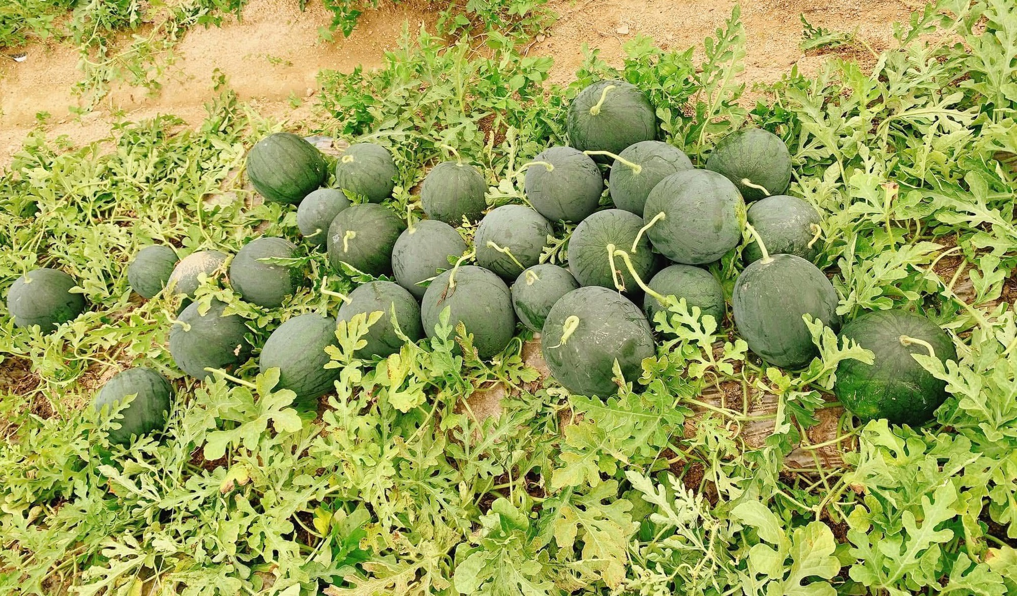 Loại quả được ví là ‘vị thuốc’ giải nhiệt mùa hè vào mùa bán la liệt vỉa hè giá 5.000 đồng/kg- Ảnh 9. Loại quả được ví là ‘vị thuốc’ giải nhiệt mùa hè vào mùa bán la liệt vỉa hè giá 5.000 đồng/kg- Ảnh 9.