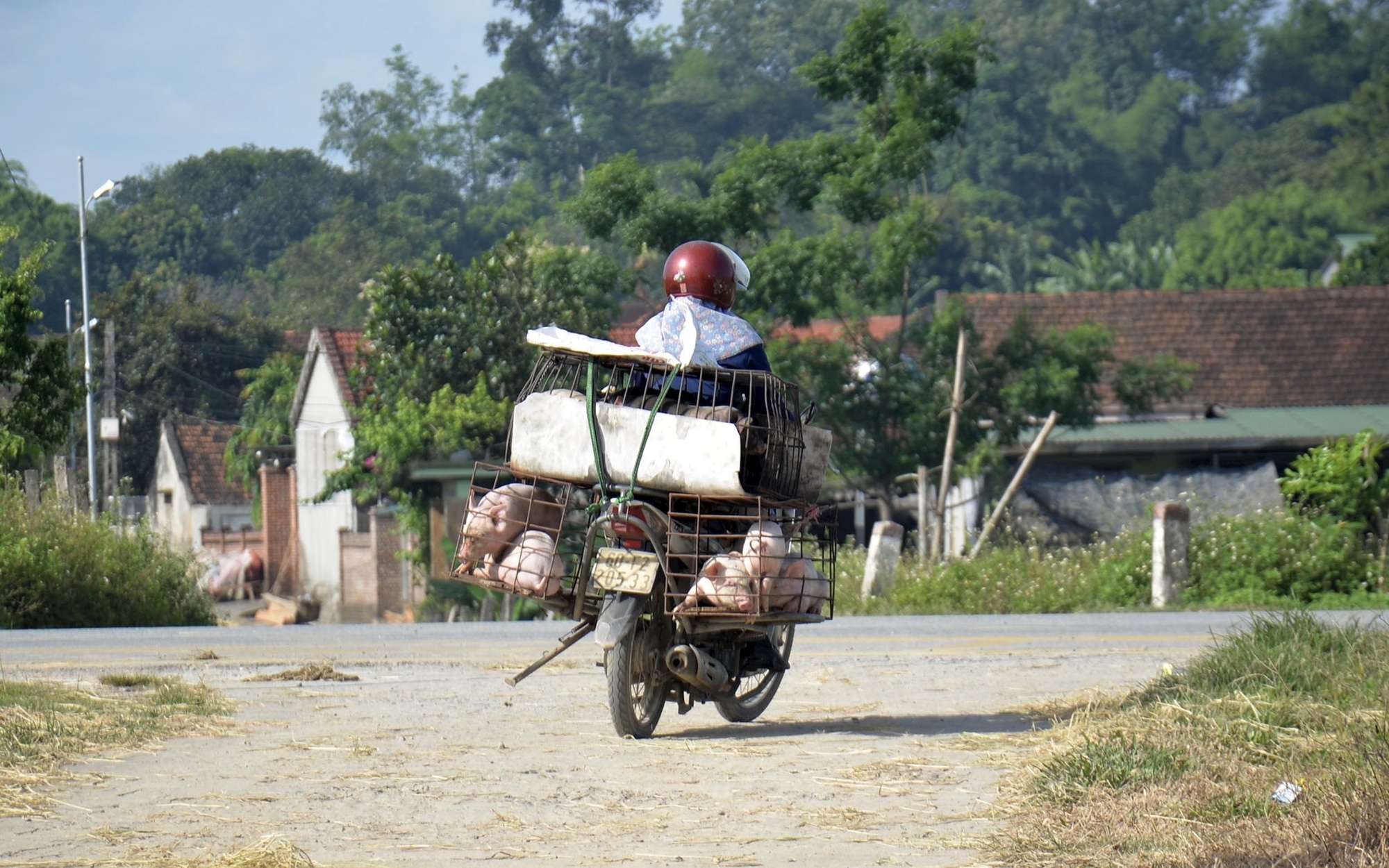 Ráo riết phòng chống dịch tả lợn châu Phi