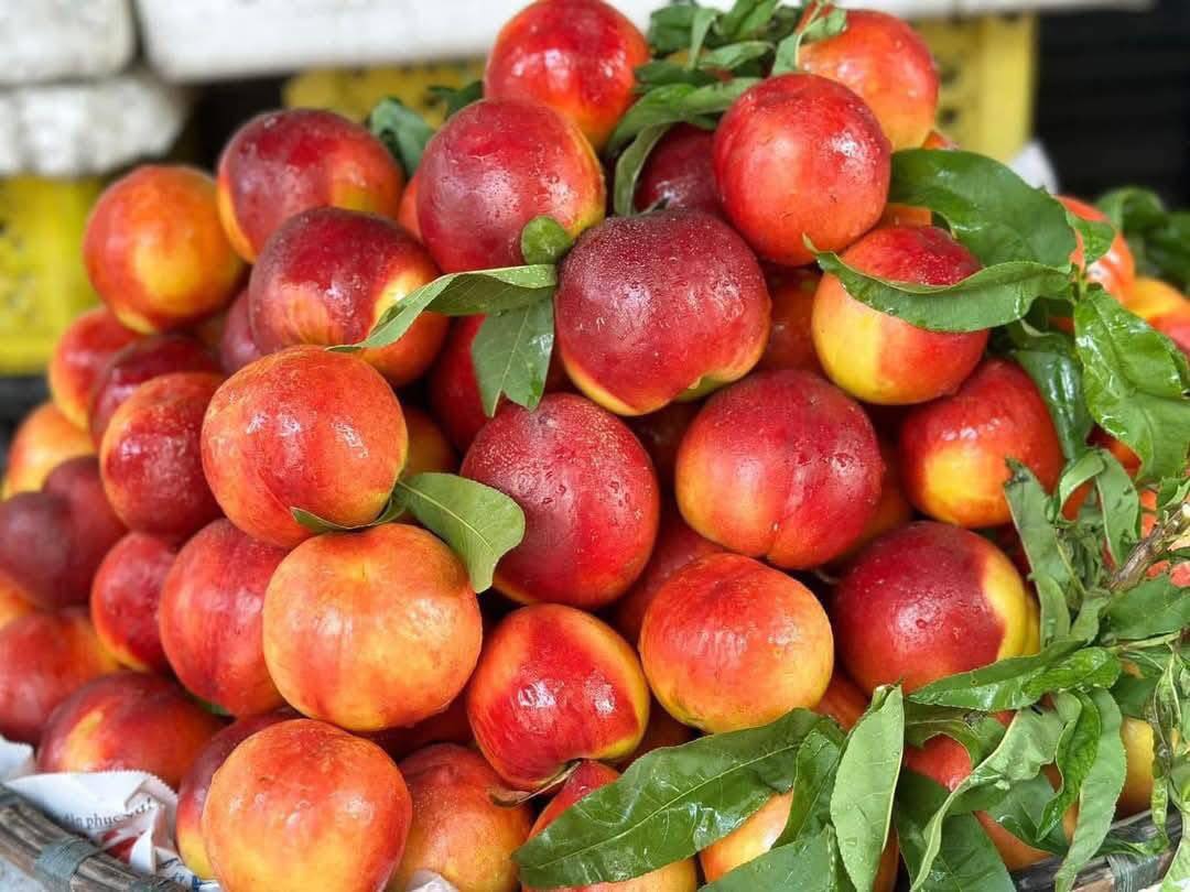 Loại quả giàu chất chống oxy hóa đang vào mùa, bán đầy chợ Việt giá hơn chục nghìn/kg- Ảnh 10. Loại quả giàu chất chống oxy hóa đang vào mùa, bán đầy chợ Việt giá hơn chục nghìn/kg- Ảnh 10.