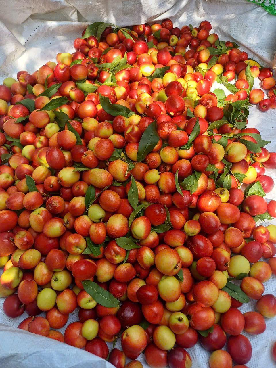 Loại quả giàu chất chống oxy hóa đang vào mùa, bán đầy chợ Việt giá hơn chục nghìn/kg- Ảnh 4. Loại quả giàu chất chống oxy hóa đang vào mùa, bán đầy chợ Việt giá hơn chục nghìn/kg- Ảnh 4.