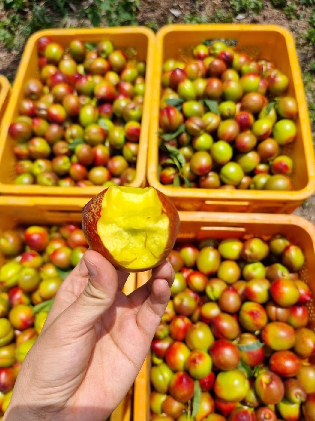 Loại quả giàu chất chống oxy hóa đang vào mùa, bán đầy chợ Việt giá hơn chục nghìn/kg- Ảnh 6. Loại quả giàu chất chống oxy hóa đang vào mùa, bán đầy chợ Việt giá hơn chục nghìn/kg- Ảnh 6.