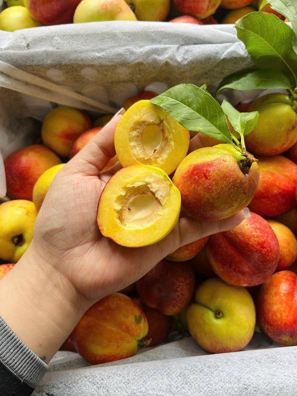 Loại quả giàu chất chống oxy hóa đang vào mùa, bán đầy chợ Việt giá hơn chục nghìn/kg- Ảnh 9. Loại quả giàu chất chống oxy hóa đang vào mùa, bán đầy chợ Việt giá hơn chục nghìn/kg- Ảnh 9.