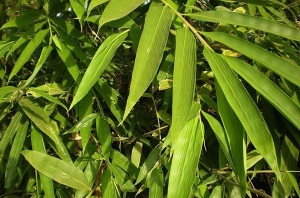 Món ăn bài thuốc phòng và trị cảm nắng- Ảnh 5. Món ăn bài thuốc phòng và trị cảm nắng- Ảnh 5.