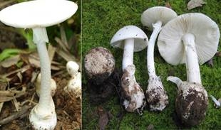 Cách nhận dạng 4 loại nấm độc thường gặp- Ảnh 1. https://benhviennhitrunguong.gov.vn/wp-content/uploads/2020/04/image001-1.jpg