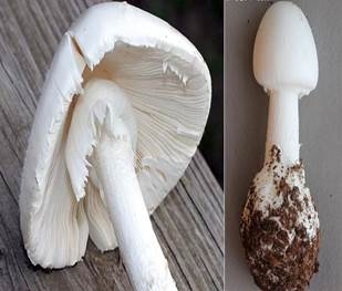 Cách nhận dạng 4 loại nấm độc thường gặp- Ảnh 2. https://benhviennhitrunguong.gov.vn/wp-content/uploads/2020/04/image002.jpg