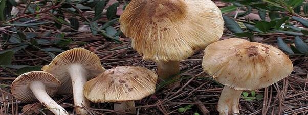 Cách nhận dạng 4 loại nấm độc thường gặp- Ảnh 5. https://benhviennhitrunguong.gov.vn/wp-content/uploads/2020/04/image003.jpg