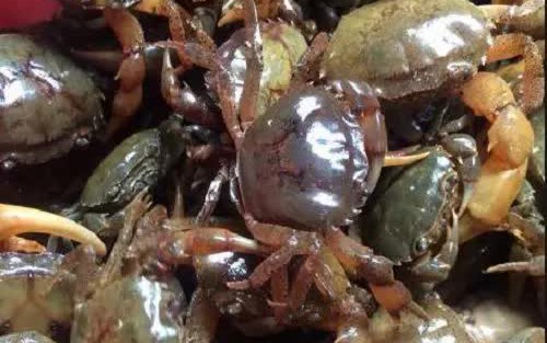 Vì sao Cua nâu Nauy có giá chỉ từ 200.000 đ/kg?- Ảnh 3.