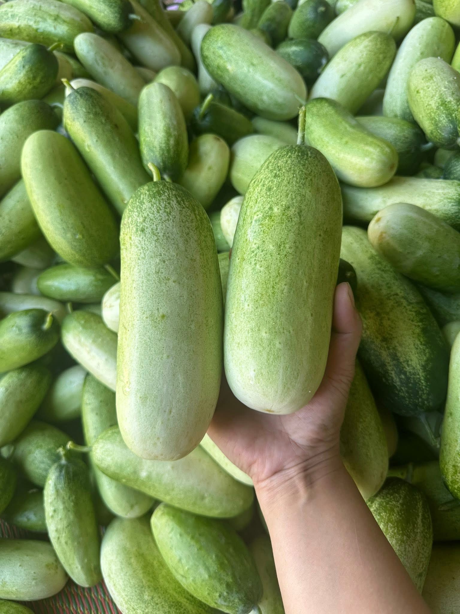 Loại dưa chuột ‘khủng’ cả kg/quả, đặc sản vùng Tây Bắc được chị em thi nhau săn đón- Ảnh 7.