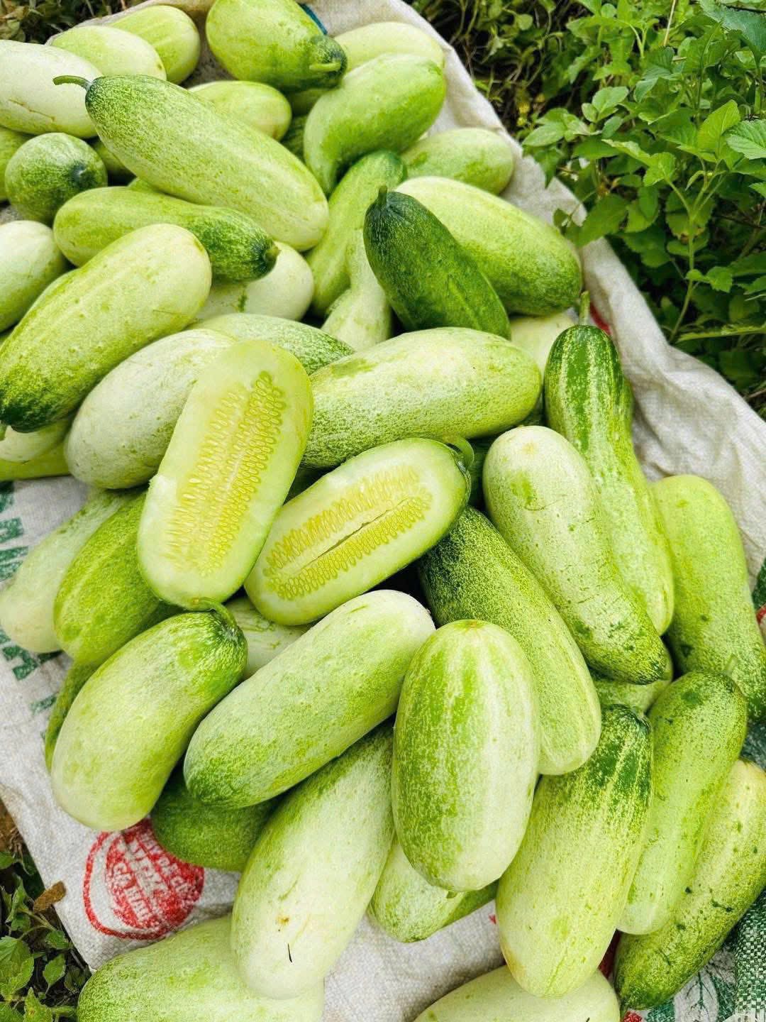 Loại dưa chuột ‘khủng’ cả kg/quả, đặc sản vùng Tây Bắc được chị em thi nhau săn đón- Ảnh 4.
