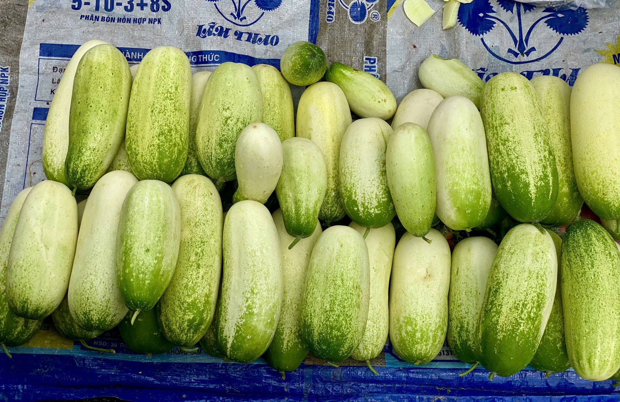 Loại dưa chuột ‘khủng’ cả kg/quả, đặc sản vùng Tây Bắc được chị em thi nhau săn đón- Ảnh 3.