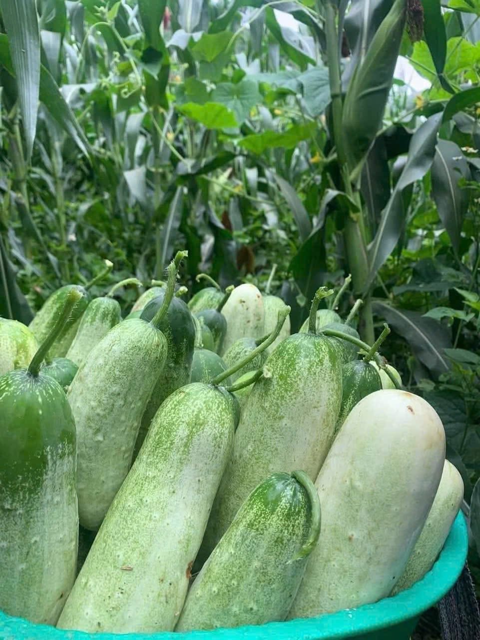 Loại dưa chuột ‘khủng’ cả kg/quả, đặc sản vùng Tây Bắc được chị em thi nhau săn đón- Ảnh 6.
