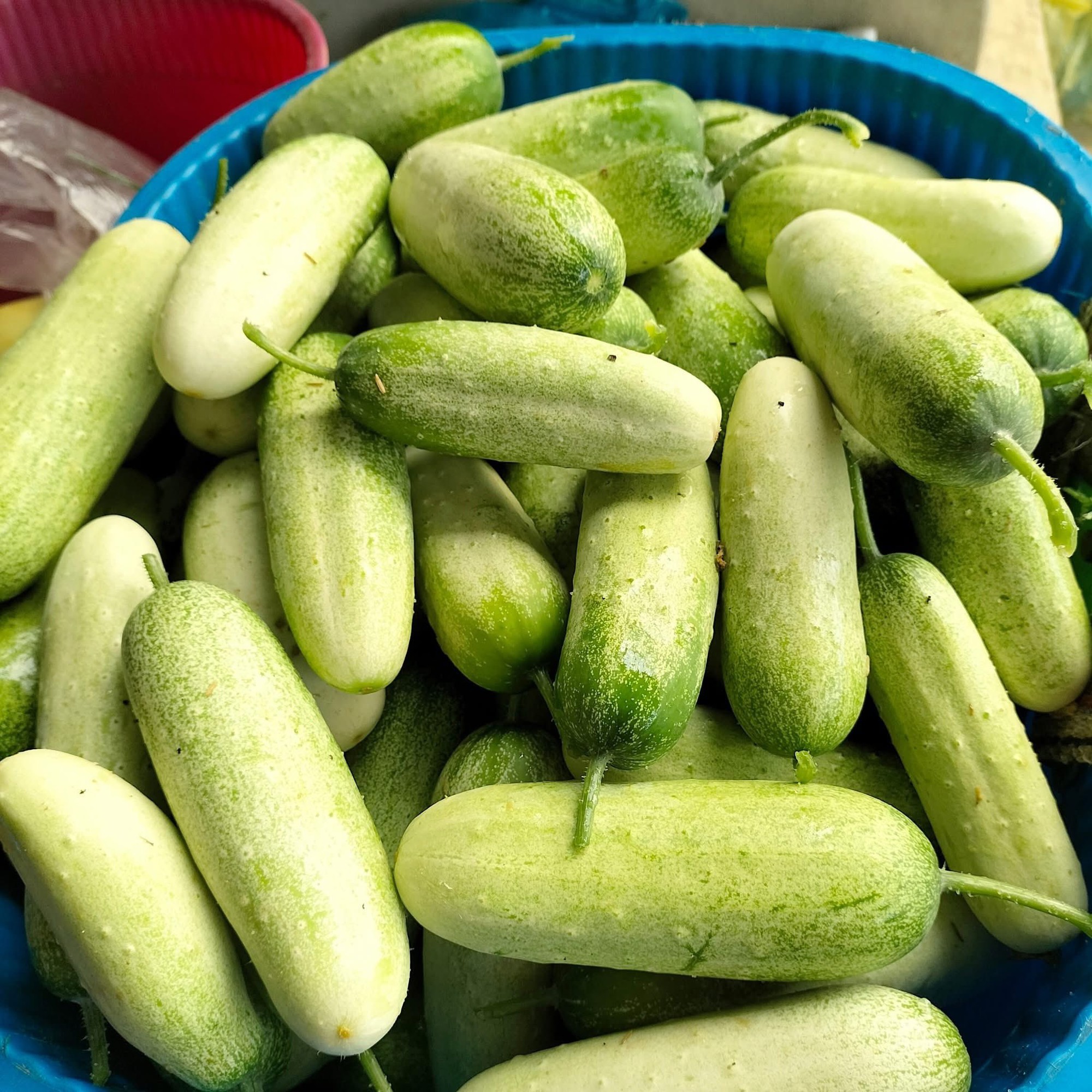 Loại dưa chuột ‘khủng’ cả kg/quả, đặc sản vùng Tây Bắc được chị em thi nhau săn đón- Ảnh 5.