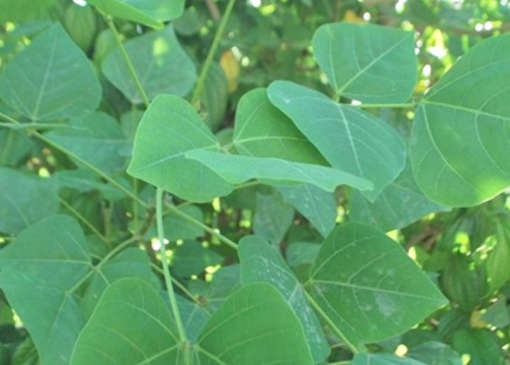 6 loại trà thảo dược giúp ngủ ngon trong mùa hè- Ảnh 4.