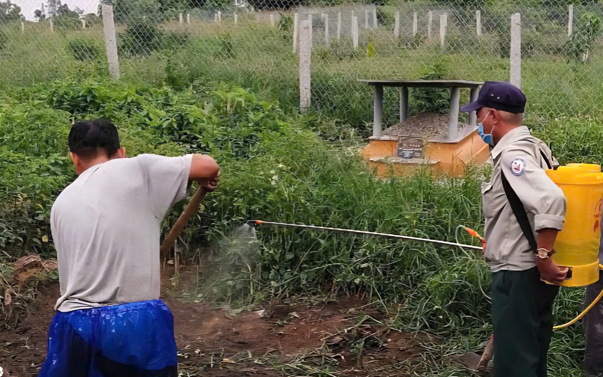 Huế siết chặt giám sát lò mổ sau khi ghi nhận nhiều ca mắc liên cầu lợn
