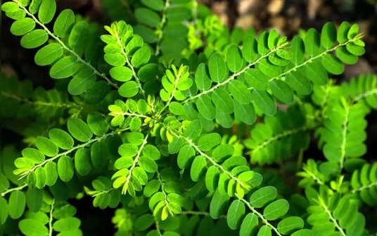 7 giải pháp tự nhiên giúp loại bỏ sỏi thận