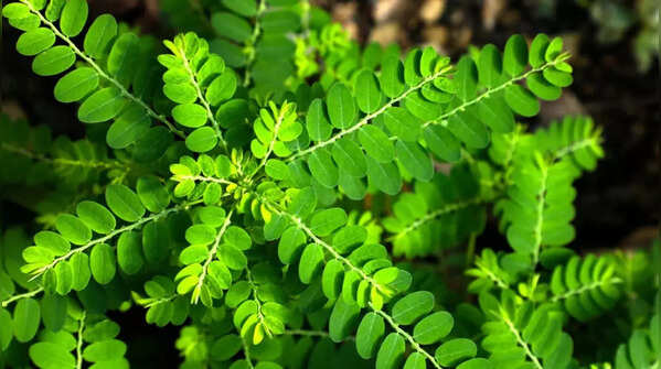 Chanca Piedra (