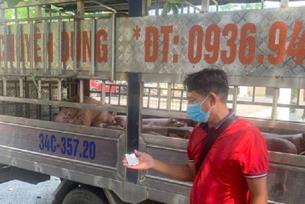 Phú Thọ: Ngăn chặn xe tải vận chuyển lợn nhiễm dịch tả lợn châu Phi đi tiêu thụ- Ảnh 2.