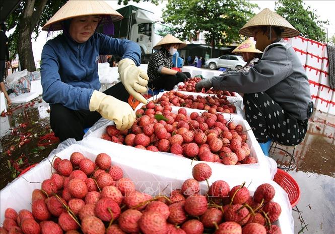 Vụ vải thiều Lục Ngạn 2025 bội thu, xuất khẩu vượt kỳ vọng- Ảnh 1. Vụ vải thiều Lục Ngạn 2025 bội thu, xuất khẩu vượt kỳ vọng- Ảnh 1.