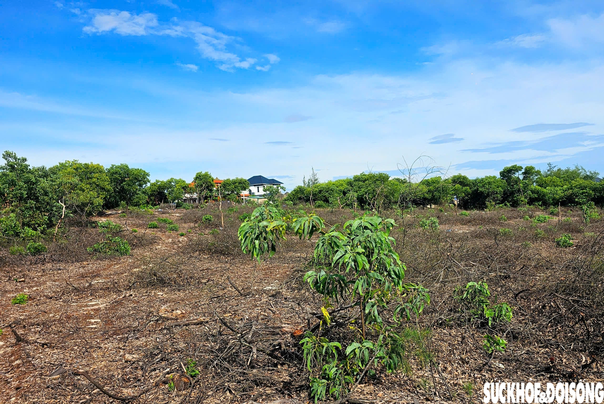 Hiện trường 2,5 ha rừng phòng hộ ven biển bị cưa hạ ở Huế- Ảnh 2. Hiện trường 2,5 ha rừng phòng hộ ven biển bị cưa hạ ở Huế- Ảnh 2.