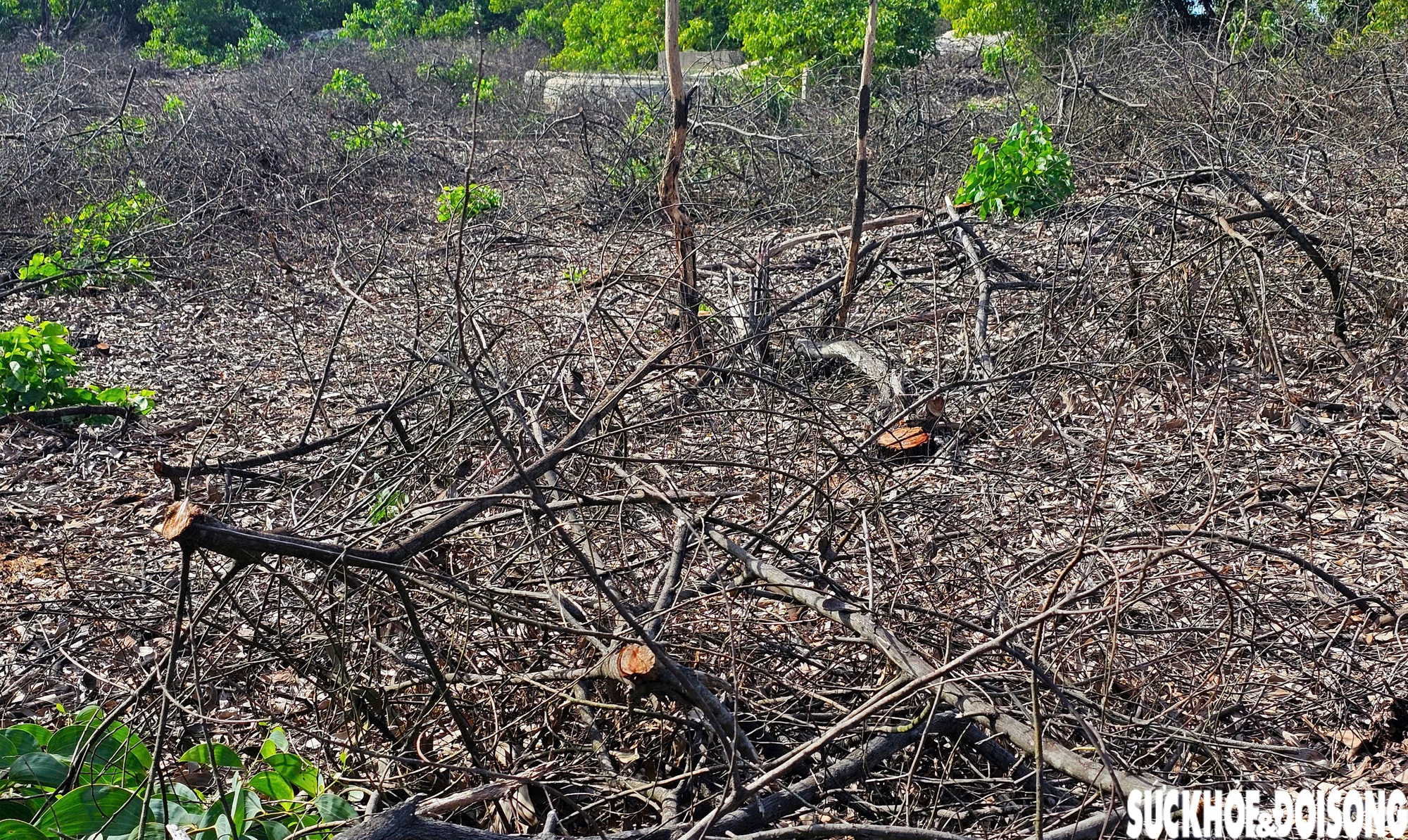Hiện trường 2,5 ha rừng phòng hộ ven biển bị cưa hạ ở Huế- Ảnh 9. Hiện trường 2,5 ha rừng phòng hộ ven biển bị cưa hạ ở Huế- Ảnh 9.