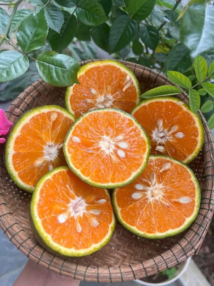 Loại quả ‘quốc dân’ giàu vitamin C bán đầy chợ Việt, giá chỉ hơn chục nghìn đồng/kg- Ảnh 10. Loại quả ‘quốc dân’ giàu vitamin C bán đầy chợ Việt, giá chỉ hơn chục nghìn đồng/kg- Ảnh 10.
