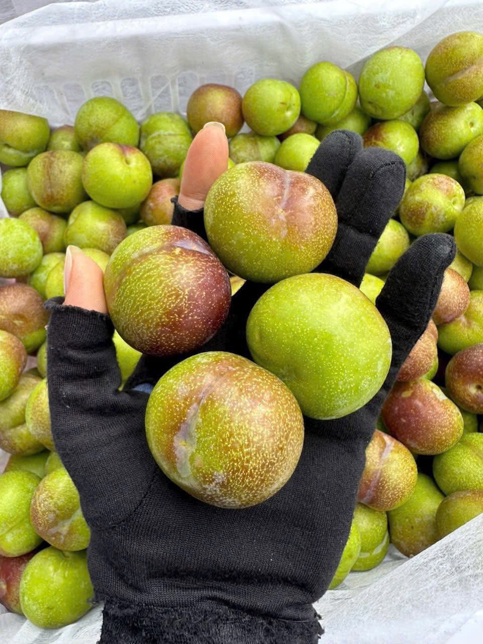 Mận róc hạt gắn mác đặc sản Sa Pa bán tràn ngập thị trường- Ảnh 8. Mận róc hạt gắn mác đặc sản Sa Pa bán tràn ngập thị trường- Ảnh 8.