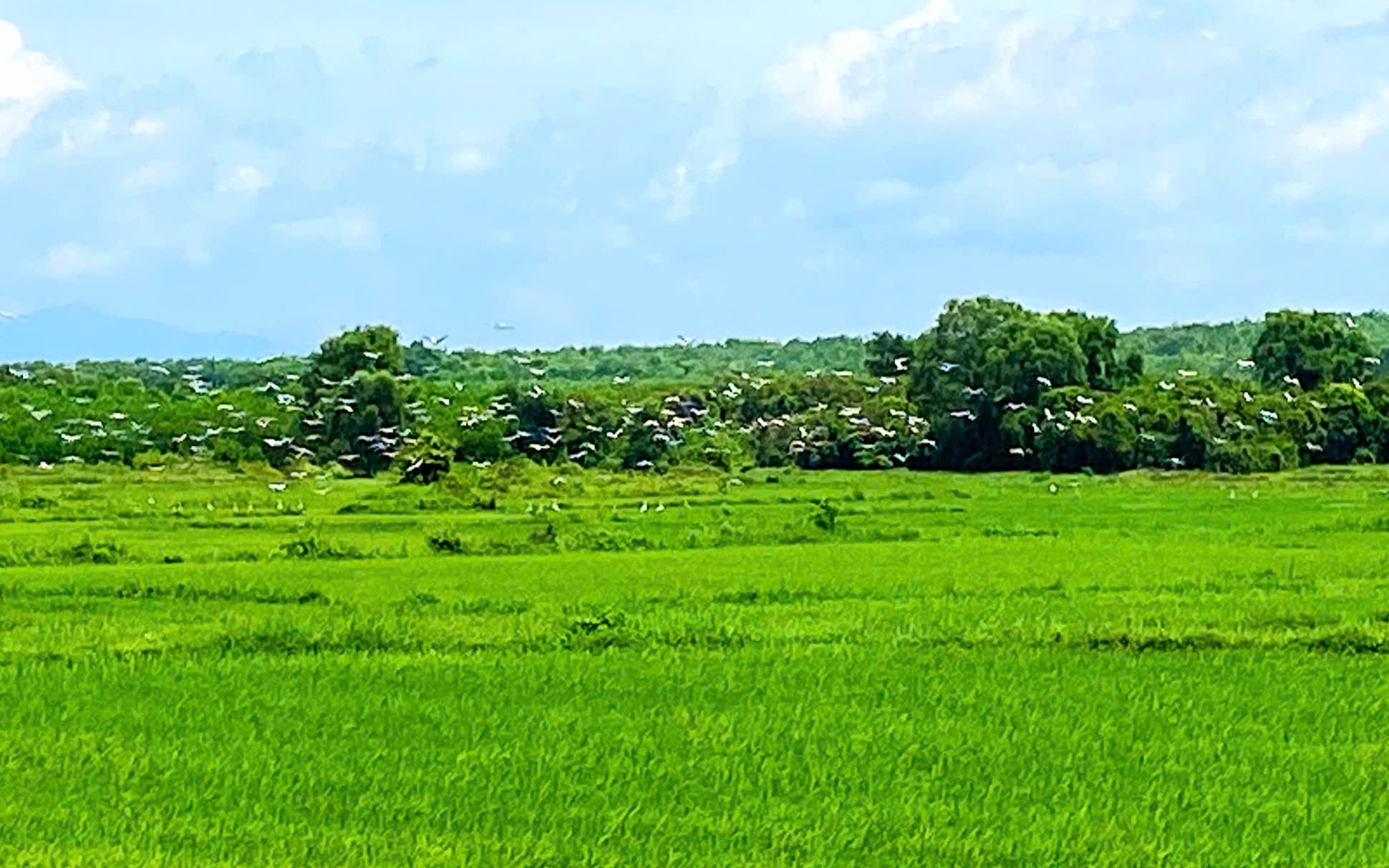 Đàn cò quý hiếm có tên trong Sách đỏ xuất hiện trên đồng ruộng ở Quảng Trị