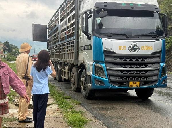 Phú Thọ: Tiêu hủy gần 200 con lợn nhiễm virus dịch tả lợn châu Phi- Ảnh 1. Phú Thọ: Tiêu hủy gần 200 con lợn nhiễm virus dịch tả lợn châu Phi- Ảnh 1.