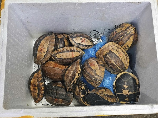 Tuyên Quang: Khởi tố đối tượng vận chuyển, mua bán 15 cá thể rùa quý hiếm- Ảnh 2. Tuyên Quang: Khởi tố đối tượng vận chuyển, mua bán 15 cá thể rùa quý hiếm- Ảnh 2.