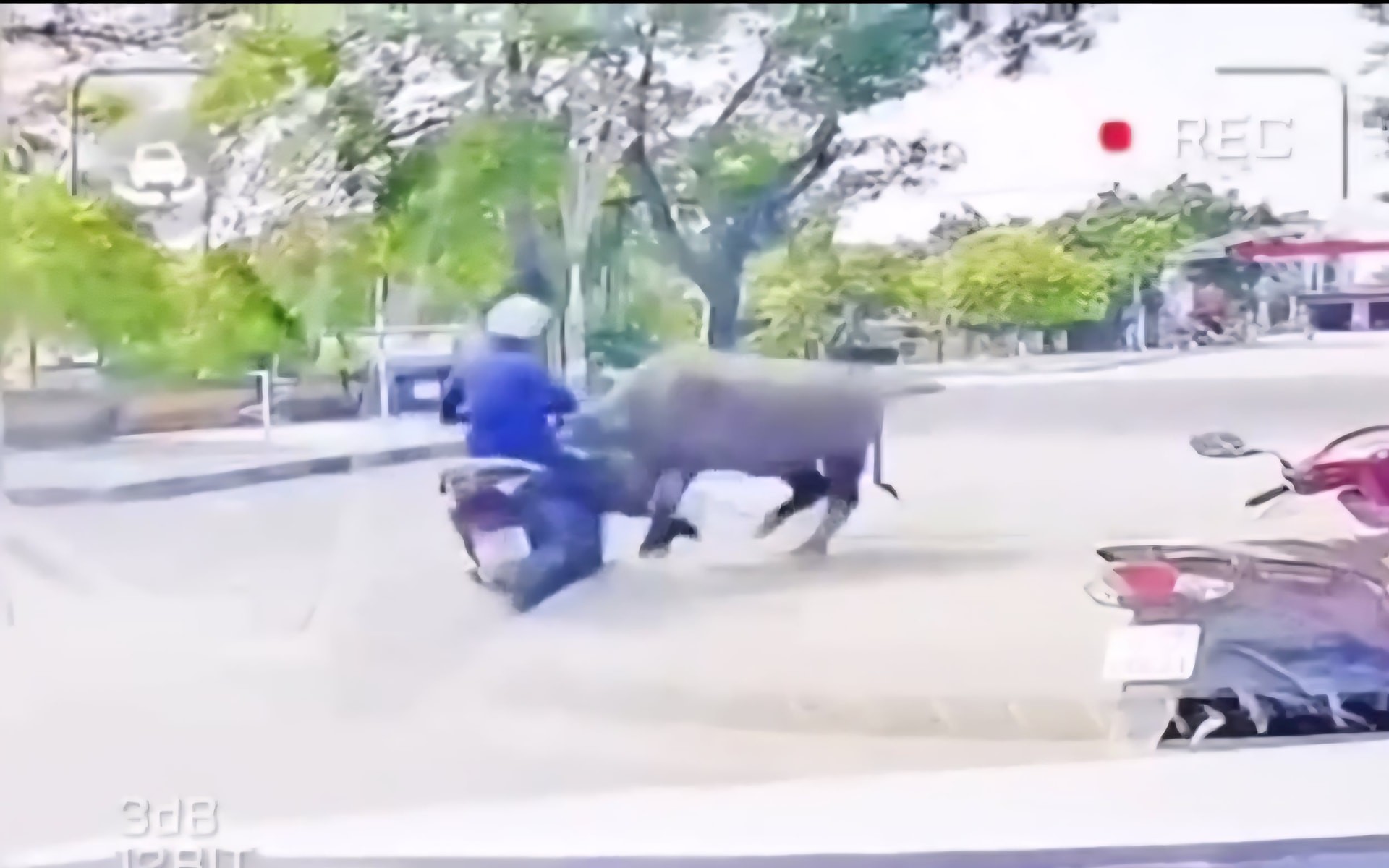 Video trâu ‘điên’ tấn công người đi đường