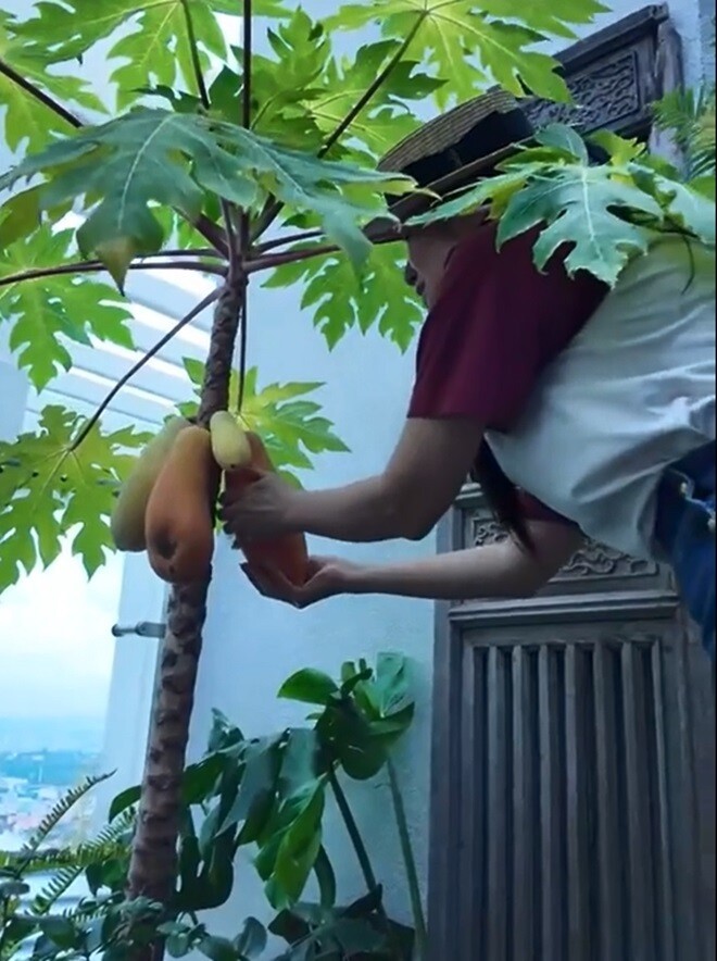 Hành trình vượt bạo bệnh của ca sĩ Hồng Nhung nhờ khu vườn trên cao và không gian 'chữa lành'- Ảnh 5.