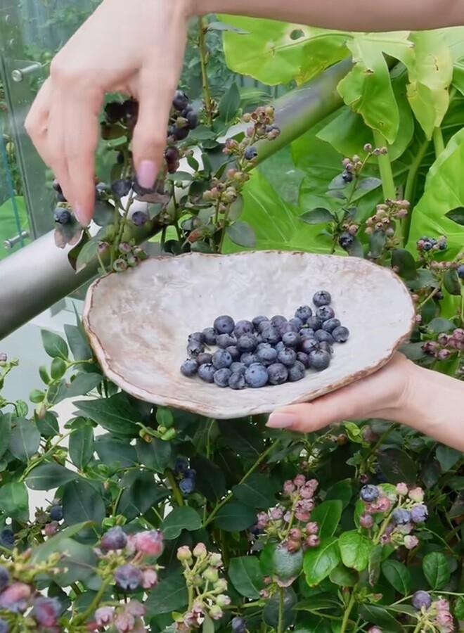 Hành trình vượt bạo bệnh của ca sĩ Hồng Nhung nhờ khu vườn trên cao và không gian 'chữa lành'- Ảnh 3.