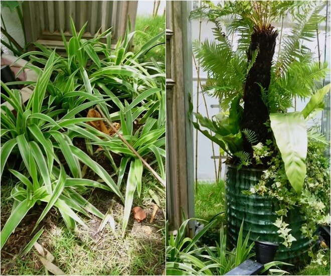 Hành trình vượt bạo bệnh của ca sĩ Hồng Nhung nhờ khu vườn trên cao và không gian 'chữa lành'- Ảnh 2.