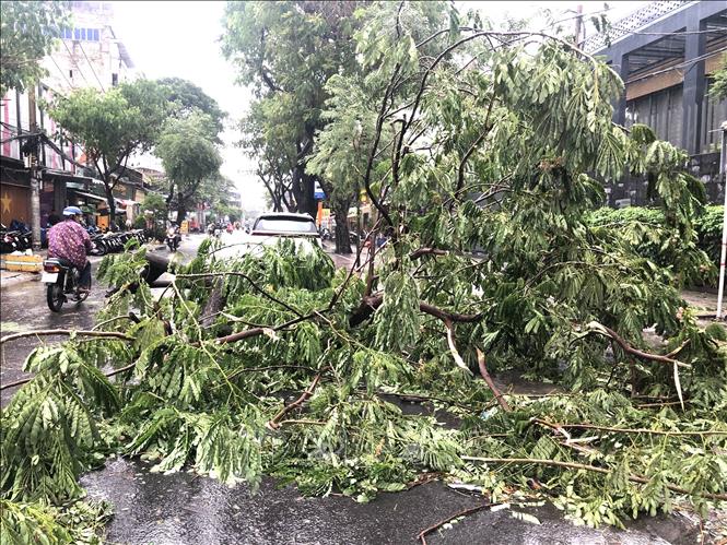 Cây xanh đổ hàng loạt tại Thành phố Hồ Chí Minh sau mưa giông- Ảnh 1.