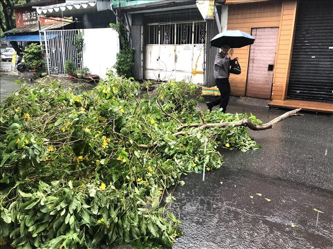 Cây xanh đổ hàng loạt tại Thành phố Hồ Chí Minh sau mưa giông- Ảnh 3.