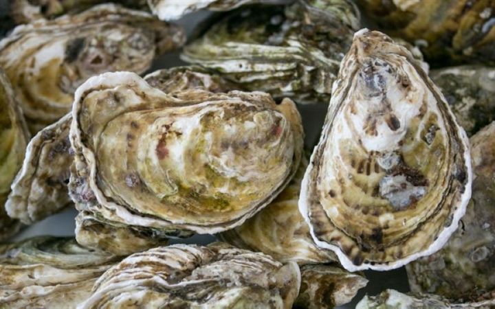 Nghề 'săn' đặc sản dưới đáy sông Nhật Lệ- Ảnh 10. Vỏ hàu thường bị bỏ đi lại là vị thuốc tốt không ngờ