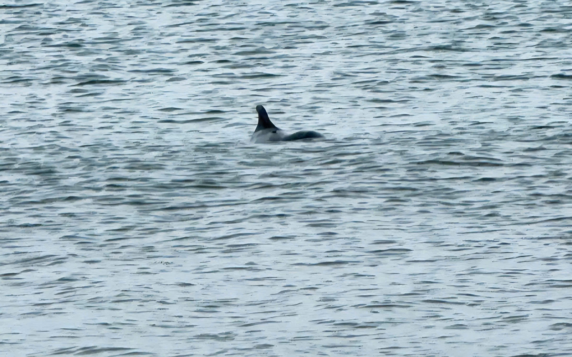 Video cá heo trắng bất ngờ nhảy múa trên biển Sầm Sơn- Ảnh 2. Video cá heo trắng bất ngờ nhảy múa trên biển Sầm Sơn- Ảnh 2.